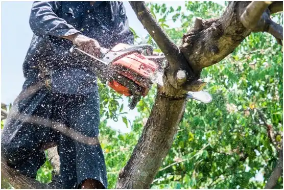 tree services Shenandoah Farms